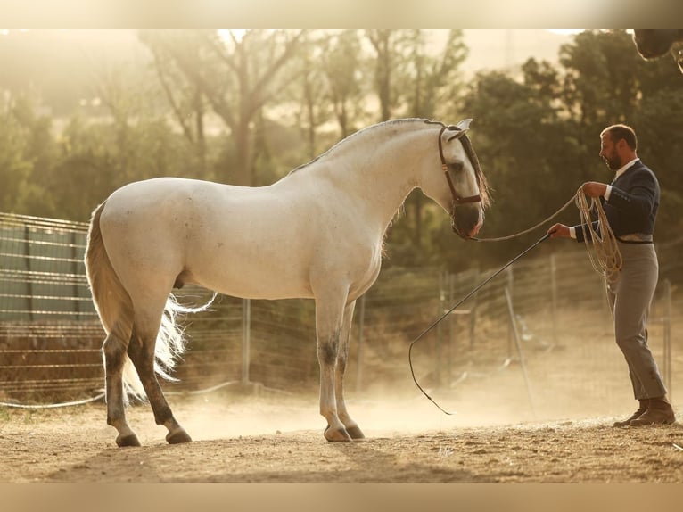 PRE Mix Hengst 6 Jahre 165 cm Schimmel in Pozoblanco