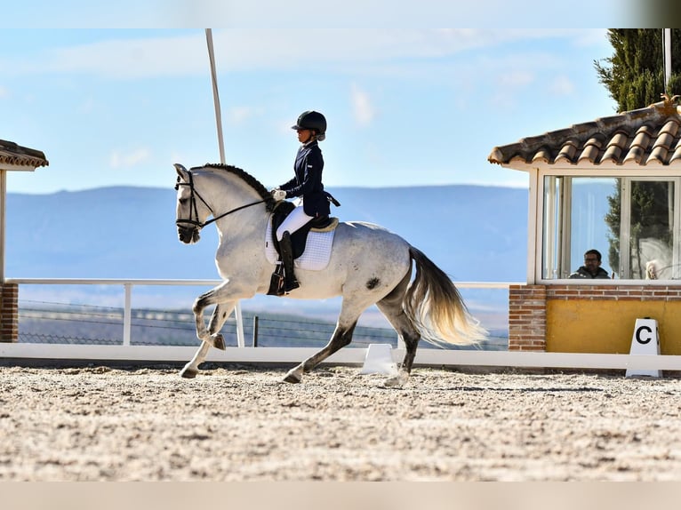 PRE Mix Hengst 6 Jahre 165 cm Schimmel in Pozoblanco