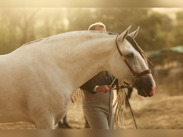 PRE Mix Hengst 6 Jahre 165 cm Schimmel in Pozoblanco