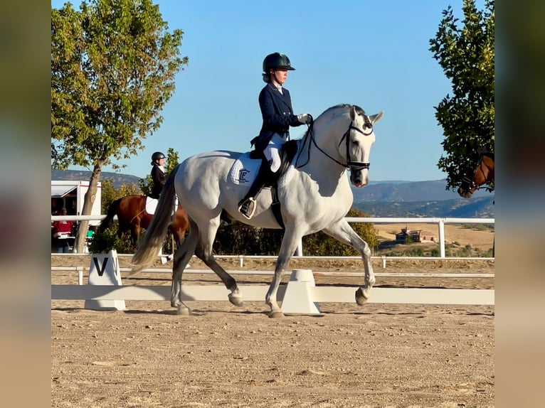 PRE Mix Hengst 6 Jahre 165 cm Schimmel in Pozoblanco