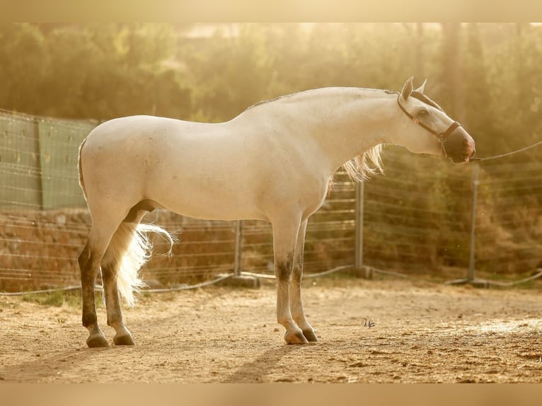 PRE Mix Hengst 6 Jahre 165 cm Schimmel in Pozoblanco