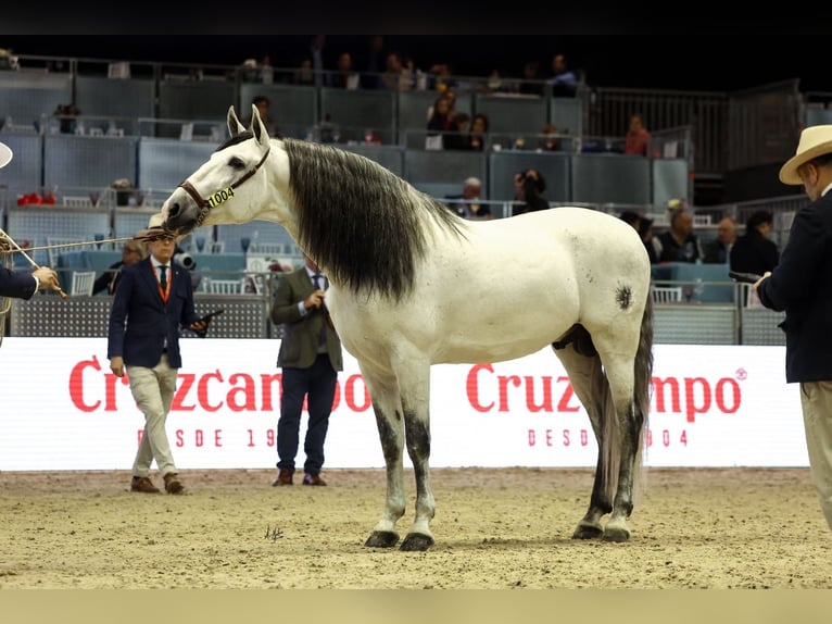 PRE Mix Hengst 6 Jahre 165 cm Schimmel in Pozoblanco