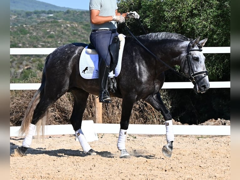 PRE Mix Hengst 6 Jahre 165 cm Schimmel in Menorca