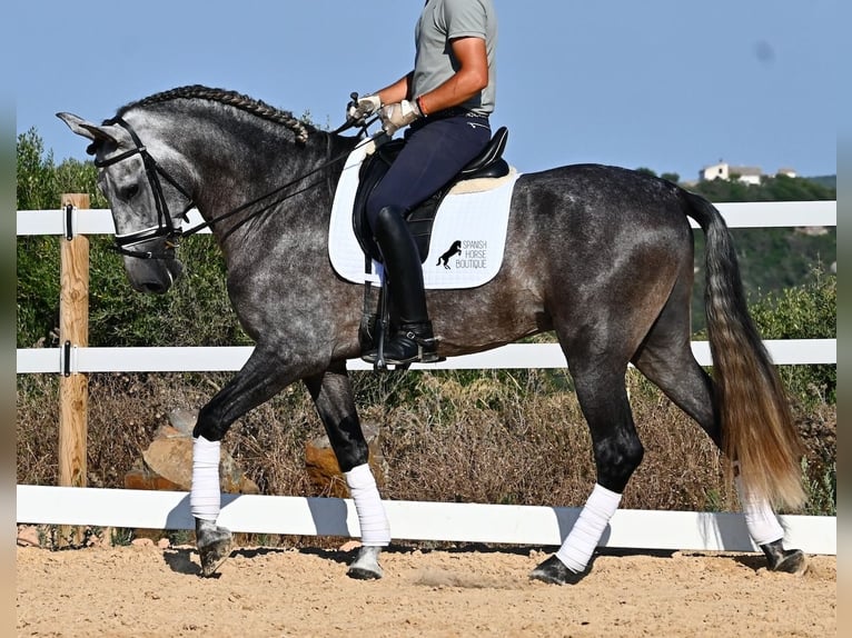 PRE Mix Hengst 6 Jahre 165 cm Schimmel in Menorca
