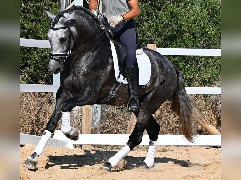 PRE Mix Hengst 6 Jahre 165 cm Schimmel in Menorca