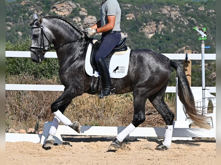 PRE Mix Hengst 6 Jahre 165 cm Schimmel in Menorca