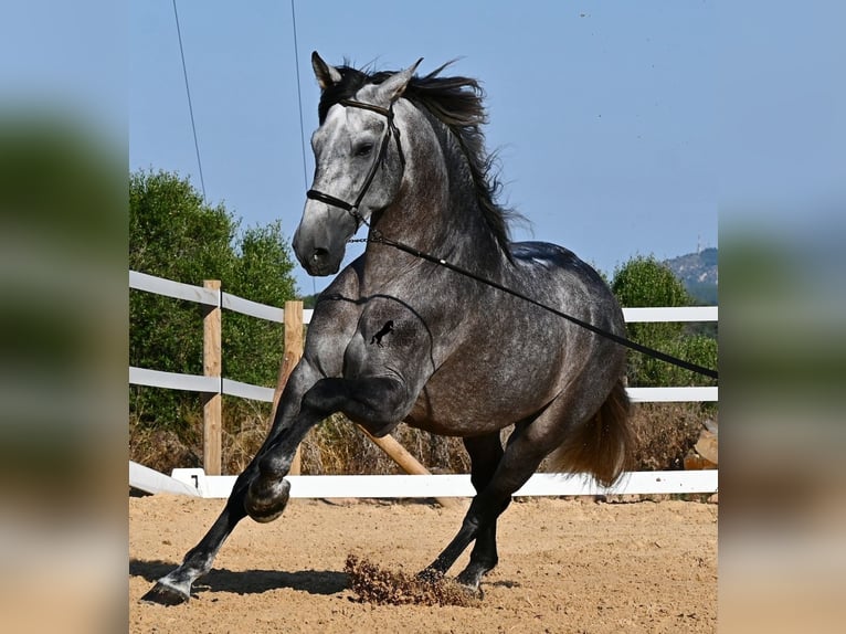 PRE Mix Hengst 6 Jahre 165 cm Schimmel in Menorca