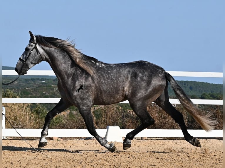 PRE Mix Hengst 6 Jahre 165 cm Schimmel in Menorca