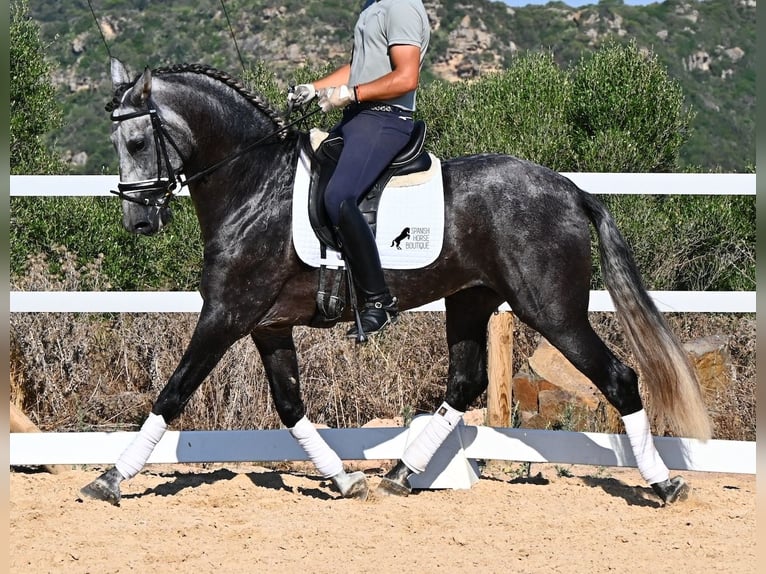PRE Mix Hengst 6 Jahre 165 cm Schimmel in Menorca