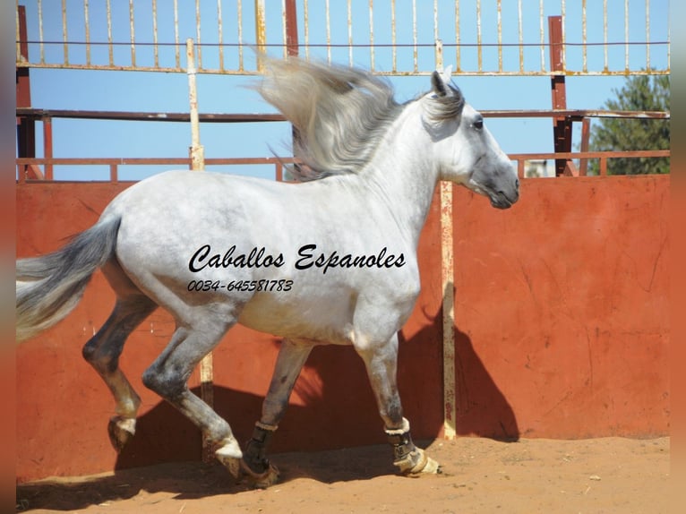 PRE Hengst 6 Jahre 165 cm Schimmel in Vejer de la Frontera