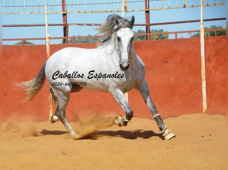 PRE Hengst 6 Jahre 165 cm Schimmel in Vejer de la Frontera