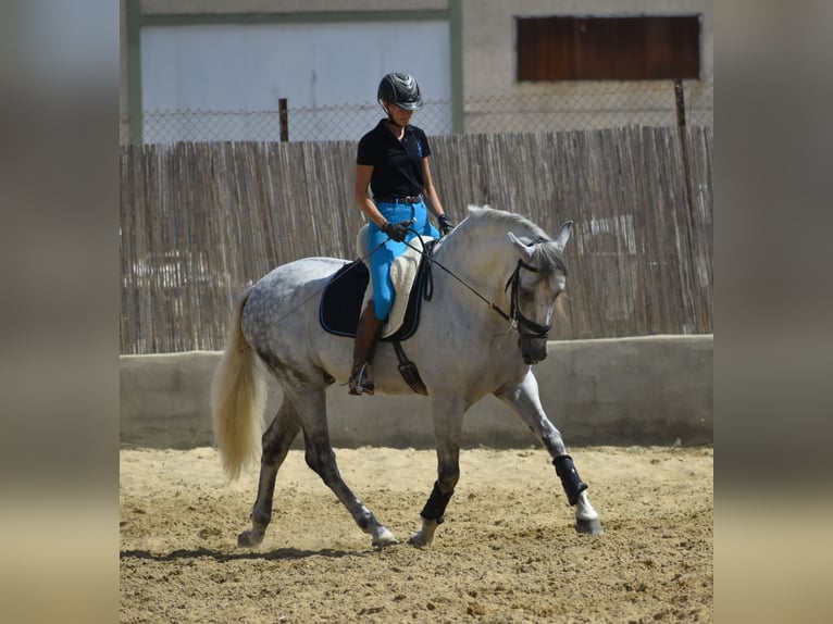 PRE Mix Hengst 6 Jahre 166 cm Apfelschimmel in El Real De La Jara,Sevilla