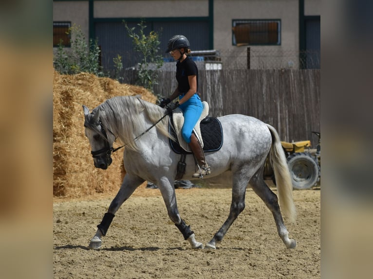 PRE Mix Hengst 6 Jahre 166 cm Apfelschimmel in El Real De La Jara,Sevilla