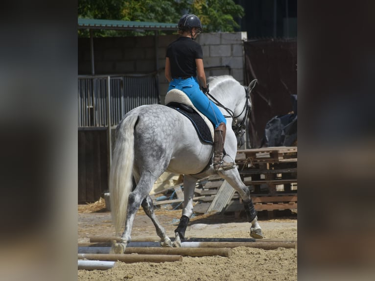 PRE Mix Hengst 6 Jahre 166 cm Apfelschimmel in El Real De La Jara,Sevilla