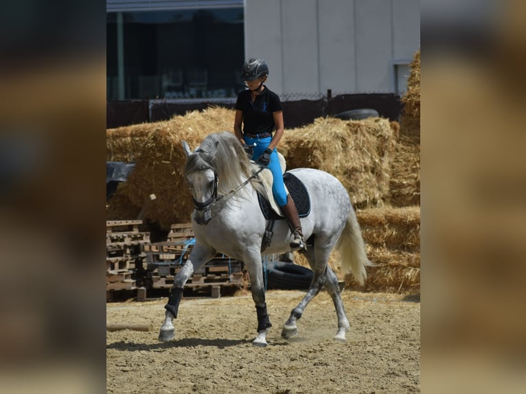 PRE Mix Hengst 6 Jahre 166 cm Apfelschimmel in El Real De La Jara,Sevilla