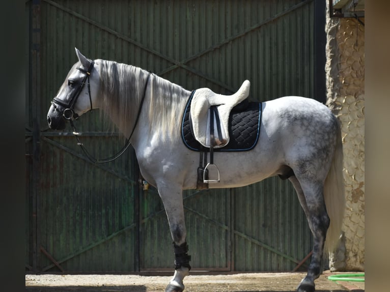 PRE Mix Hengst 6 Jahre 166 cm Apfelschimmel in El Real De La Jara,Sevilla