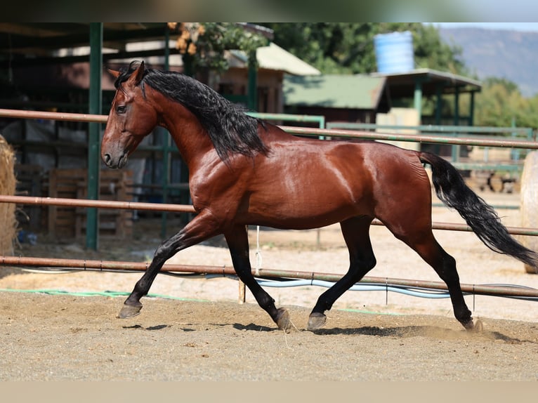 PRE Mix Hengst 6 Jahre 166 cm Brauner in Speyer