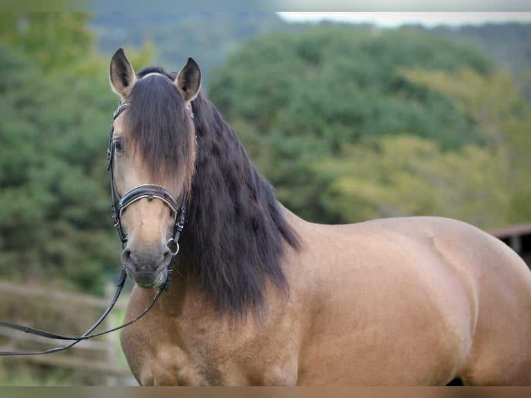 PRE Mix Hengst 6 Jahre 166 cm Buckskin in Affoltern am Albis