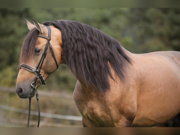 PRE Mix Hengst 6 Jahre 166 cm Buckskin in Affoltern am Albis