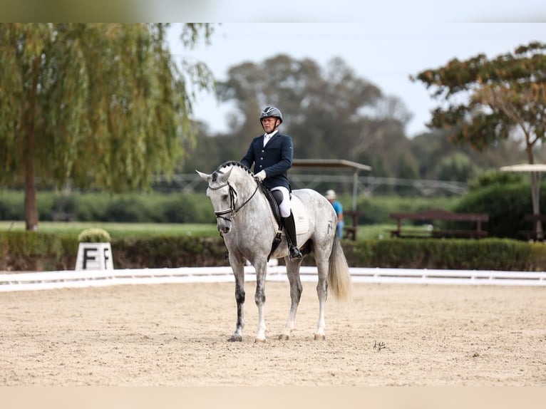 PRE Mix Hengst 6 Jahre 166 cm Schimmel in Los Palacios Y Villafranca