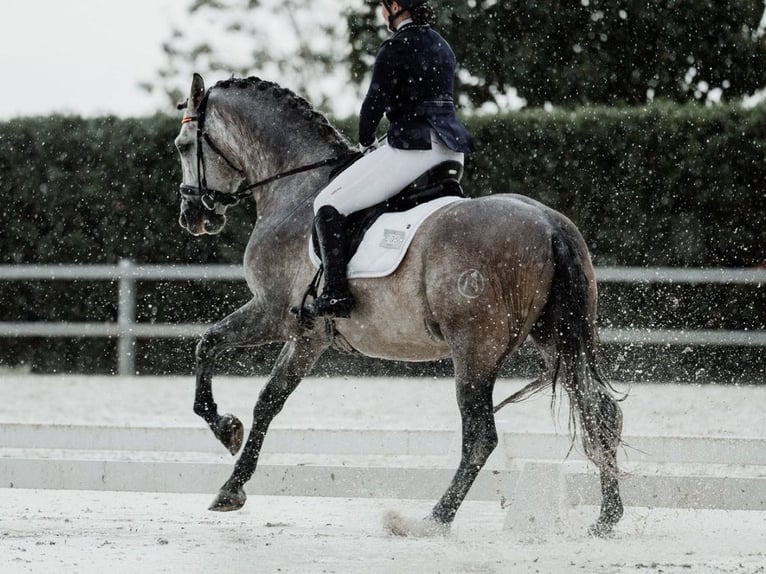 PRE Mix Hengst 6 Jahre 166 cm Schimmel in Navas Del Madroño