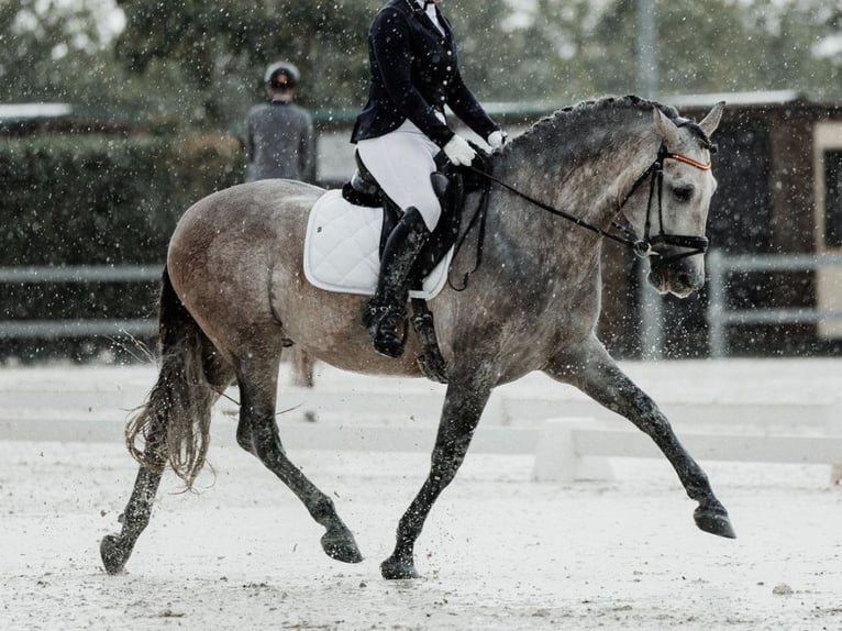 PRE Mix Hengst 6 Jahre 166 cm Schimmel in Navas Del Madroño