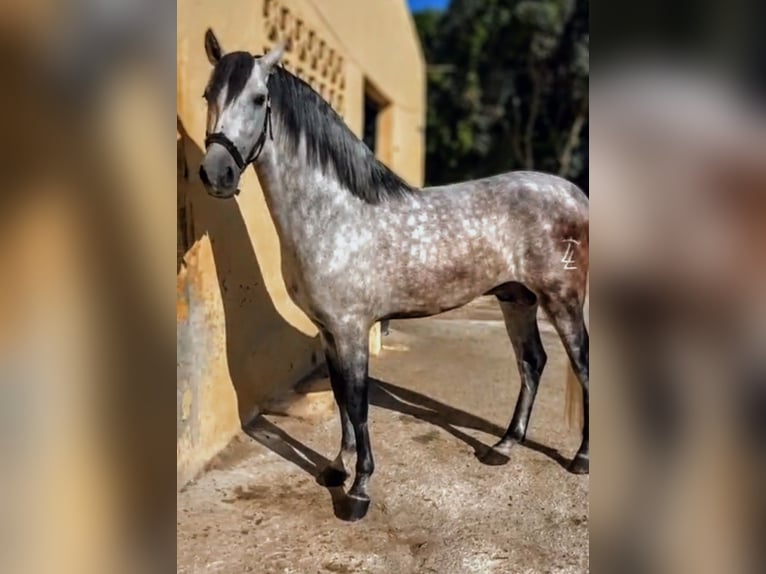 PRE Mix Hengst 6 Jahre 167 cm Apfelschimmel in Sevilla