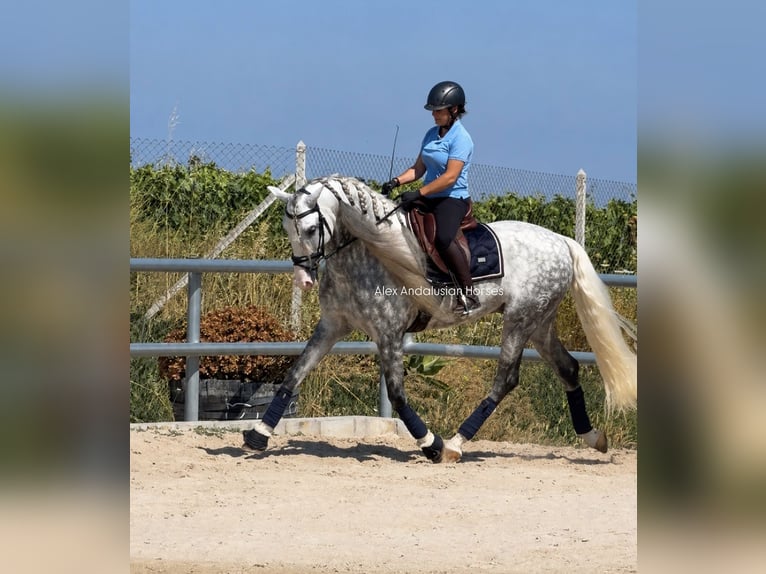 PRE Mix Hengst 6 Jahre 167 cm Apfelschimmel in Sevilla