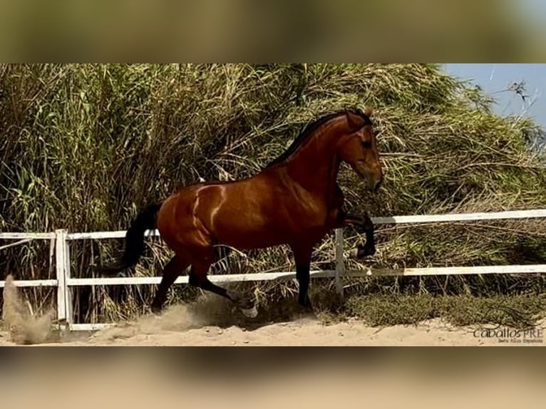 PRE Mix Hengst 6 Jahre 167 cm Brauner in Barcelona