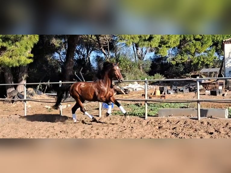 PRE Mix Hengst 6 Jahre 167 cm Brauner in Conil De La Frontera