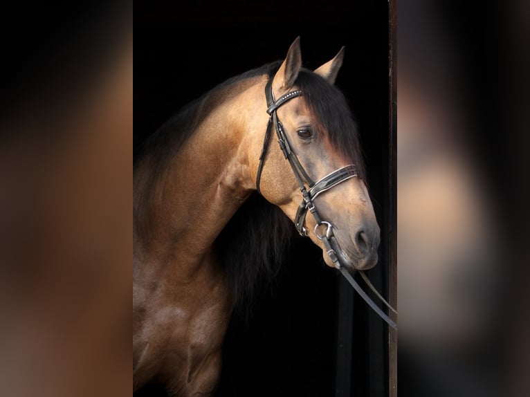 PRE Mix Hengst 6 Jahre 167 cm Buckskin in Affoltern am Albis
