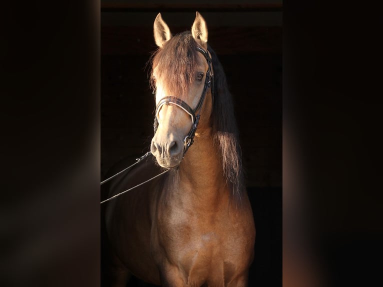 PRE Mix Hengst 6 Jahre 167 cm Buckskin in Affoltern am Albis
