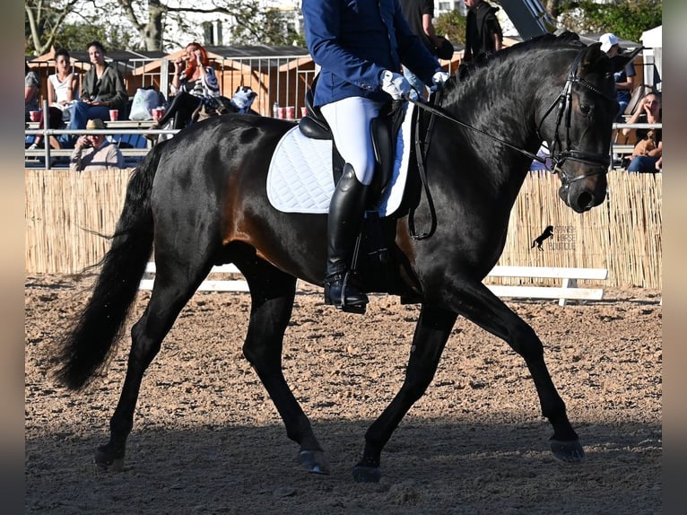 PRE Mix Hengst 6 Jahre 167 cm Dunkelbrauner in Waiblingen