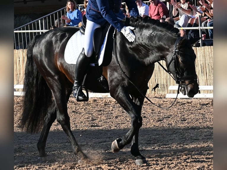 PRE Mix Hengst 6 Jahre 167 cm Dunkelbrauner in Waiblingen