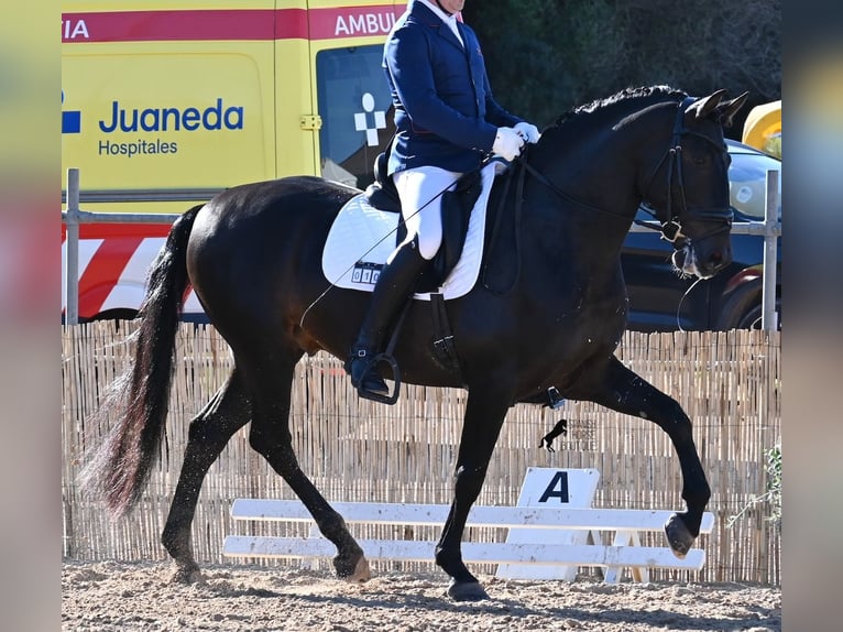 PRE Mix Hengst 6 Jahre 167 cm Dunkelbrauner in Waiblingen