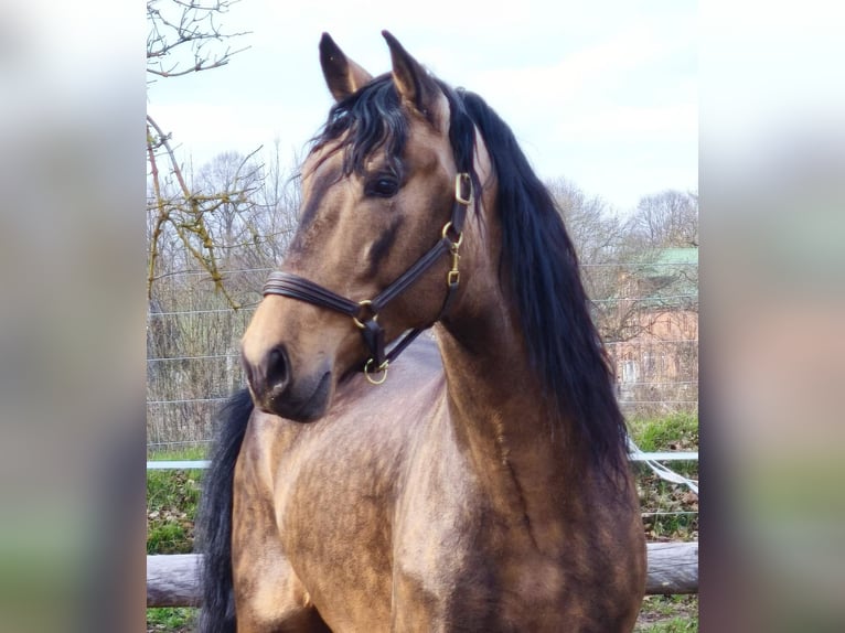 PRE Mix Hengst 6 Jahre 167 cm Falbe in Traventhal