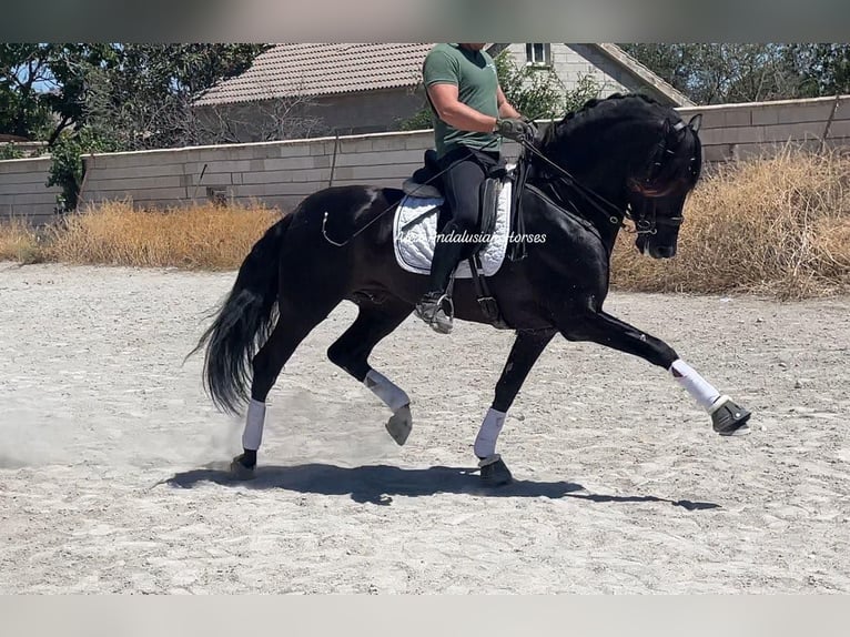 PRE Mix Hengst 6 Jahre 167 cm Rappe in Sevilla