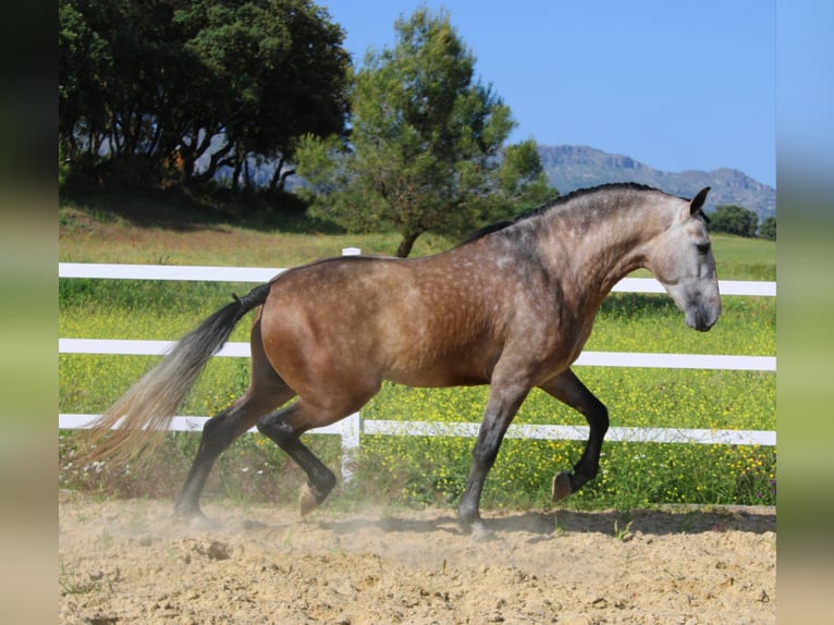 PRE Mix Hengst 6 Jahre 167 cm Schimmel in Malaga