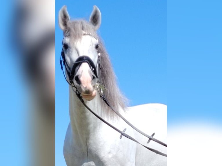 PRE Hengst 6 Jahre 167 cm Schimmel in Saarbrücken