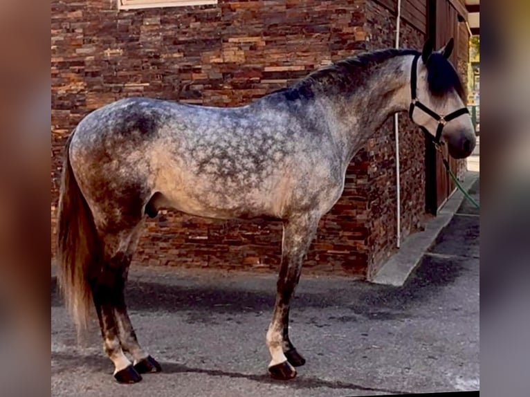 PRE Hengst 6 Jahre 167 cm Schimmel in Ciudad Rodrigo