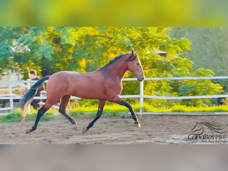 PRE Hengst 6 Jahre 168 cm Brauner in Barcelona