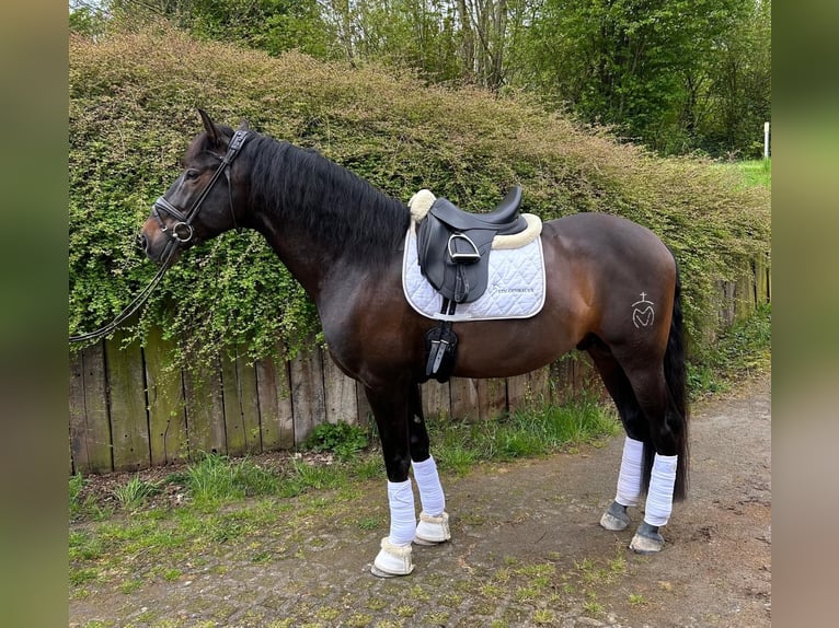 PRE Mix Hengst 6 Jahre 168 cm Dunkelbrauner in Mainz