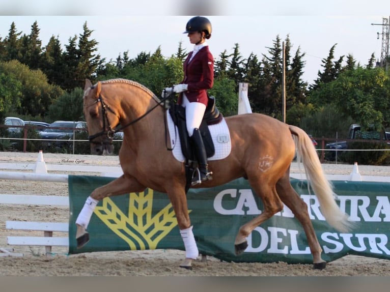 PRE Hengst 6 Jahre 168 cm Palomino in Los Barrios