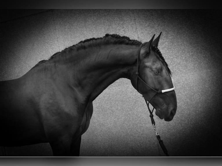 PRE Mix Hengst 6 Jahre 168 cm Rappe in Malaga