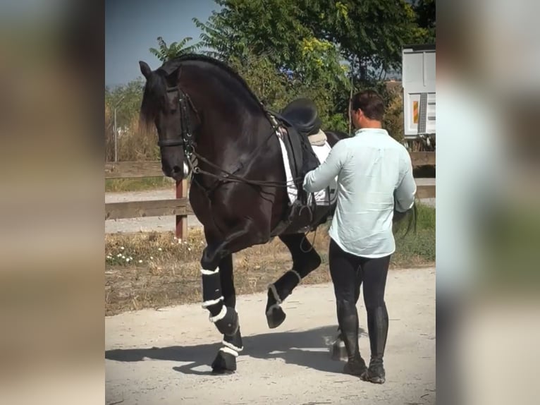 PRE Mix Hengst 6 Jahre 168 cm Rappe in Weilrod