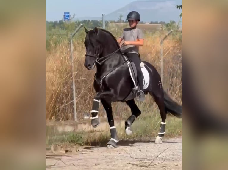 PRE Mix Hengst 6 Jahre 168 cm Rappe in Weilrod