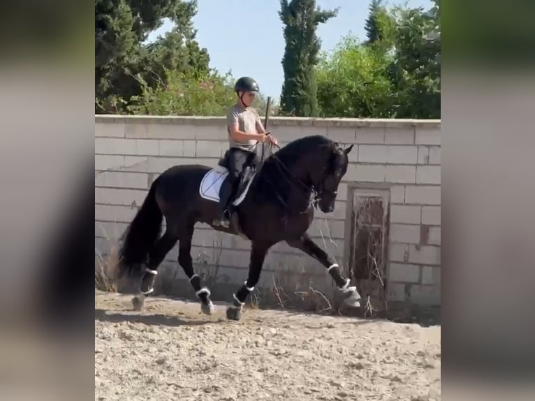 PRE Mix Hengst 6 Jahre 168 cm Rappe in Weilrod