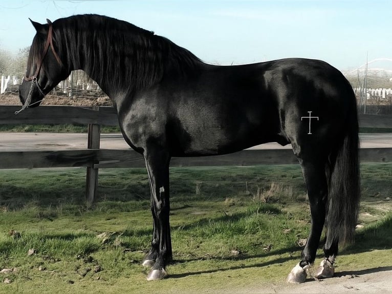 PRE Mix Hengst 6 Jahre 168 cm Rappe in Weilrod