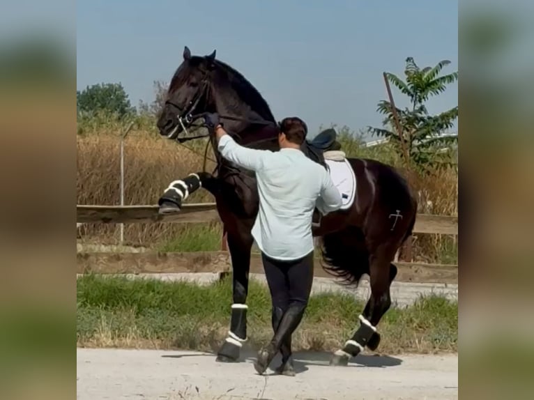 PRE Mix Hengst 6 Jahre 168 cm Rappe in Weilrod
