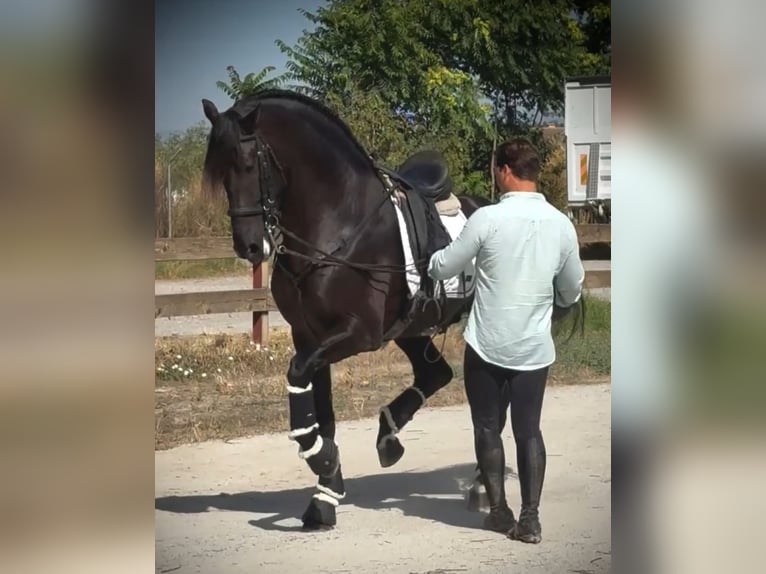 PRE Mix Hengst 6 Jahre 168 cm Rappe in Weilrod